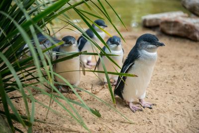 Two in five penguins could die if bird flu reaches Australian colony