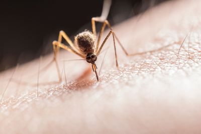 California Reports Its First West Nile Death of 2026 in Kings County as Statewide Surveillance Numbers Climb