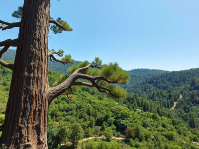 Scientists spent 10 years searching for East Asia's tallest tree—what they found was extraordinary