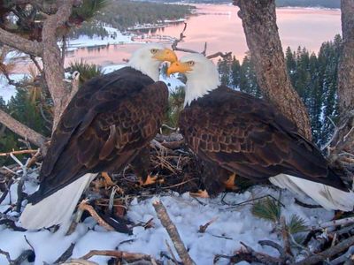 Jackie the bald eagle's recovery takes a worrying turn after latest health update