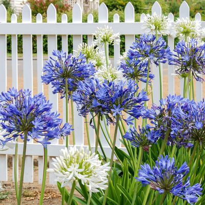 What to do with agapanthus in August – the simple jobs that keep these summer showstoppers blooming for longer and set them up for next year