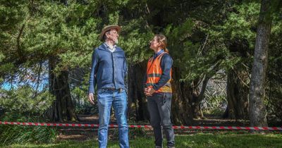 Historic cedars cut down to make way for new generation of trees