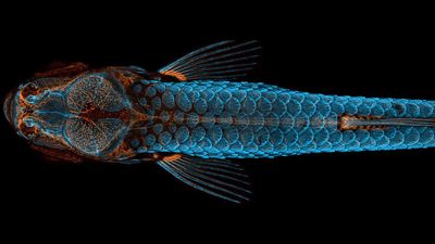 Alien world of photomicrography displayed at Tokyo Photographic Art Museum celebrates 101 years of Nikon microscopes