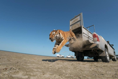 37,000 Planted Trees and a Decade of Work: Female Tiger 'Hope' Released Into Kazakhstan's Wild After 70 Years