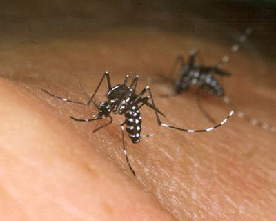 Palm Beach County Confirms a Locally Acquired Dengue Case and Issues a Mosquito Borne Illness Advisory