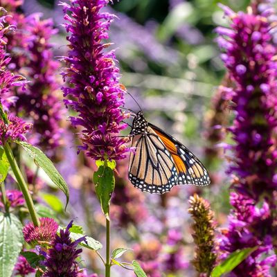 Scientists urge gardeners to spend 15 minutes counting butterflies this week – how to get involved with the world’s largest butterfly survey
