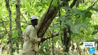 Up to 20 years in jail for cocoa land repurposing in Ghana