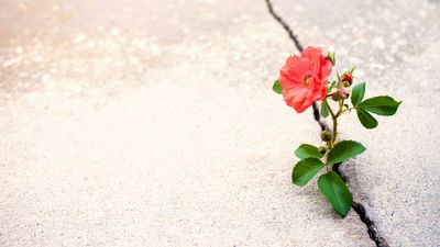 Why a Down Market is the Best Time for a Roth IRA Conversion