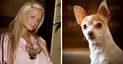 67 Dog Breeds May Soon Be Banned In The UK—Is Your Pooch On The List?