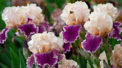 Divide These 8 Plants in August – It's the Secret to Bigger, Healthier Borders Next Year