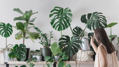 No plant sitter? Here's how I kept 10+ houseplants alive while on vacation