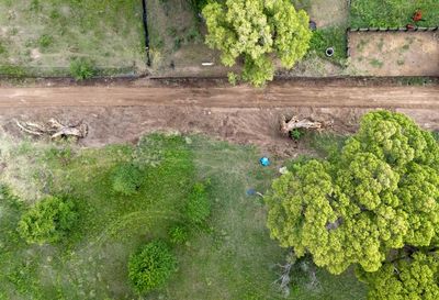Protesters occupy 200-year-old tree at US-Mexico border to stop its destruction: ‘She’s our Statue of Liberty’