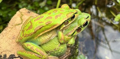 We can help frogs beat a deadly disease. But can they still reproduce?