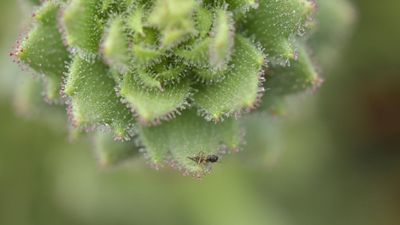 'Darwin’s hypothesis provided an important inspiration': Scientists bolster 150-year-old Darwinian theory with a carnivorous plant in China