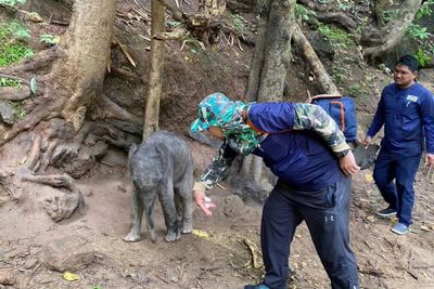 Wild elephant calf dies only days after being rescued
