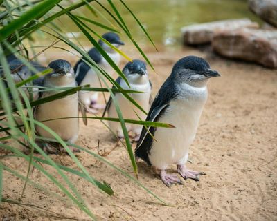 Penguins and dolphins among nearly 400 Australian species under threat from bird flu as ‘true extent of disaster’ revealed