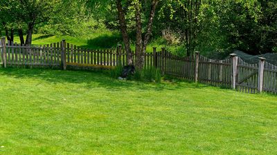 How to Repair Brown Patches in Your Lawn After Intense Summer Heat – So It Comes Back Stronger Next Year