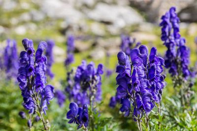 Researchers Map the Six Enzymes Two Poisonous Garden Flowers Use to Build a Medically Interesting Alkaloid
