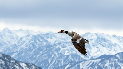 The Bar-Headed Goose Flies Over the Himalayas at Altitude That Would Kill a Human in Minutes