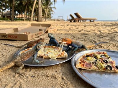 In 2023, researchers in a West African nation tried to discover which pizza do lizards prefer and won an Ig Nobel Prize for its discovery