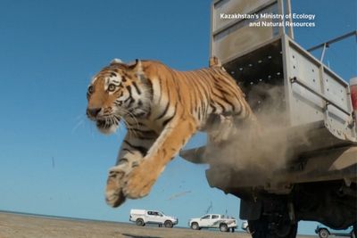 Amur tiger released in Kazakhstan under reintroduction project