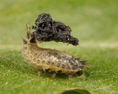 Country diary: A beetle with a prehensile anus? Thanks to local wildlife recorders, I know one lives here
