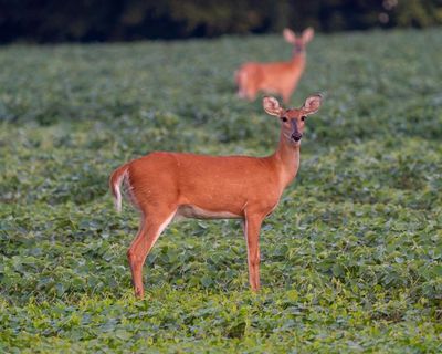 Specieswatch: Wild deer release millions of tonnes of methane a year