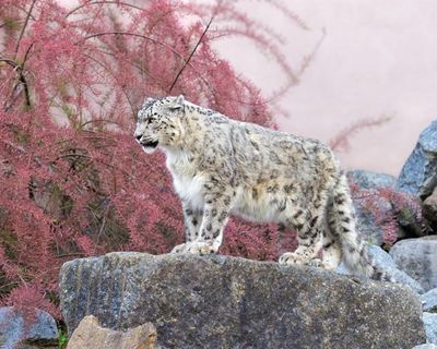 The Ghost of the Mountains by Kulbhushansingh Suryawanshi review – the secrets of the snow leopard