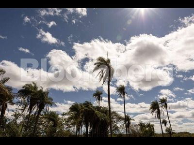 Jet fuel made from tropical fruit gets $3 billion backing