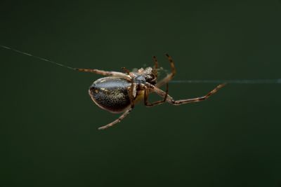 Why Multiple Spider Bites at Cheney Lake Left a Kansas Mother of Four Fighting for Her Life in Hospital