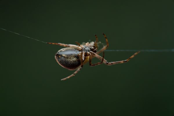 Why Multiple Spider Bites at Cheney Lake Left a Kansas Mother of Four Fighting for Her Life in Hospital