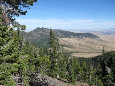 Why some northern U.S. forests recover after storms and logging while others stall may depend on seedlings already growing beneath the canopy