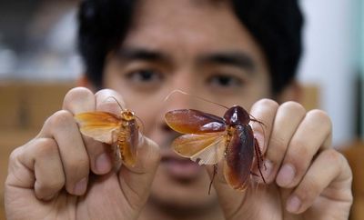 The ‘Cockroach Lord’ who names new species after Tolkien and Pokémon characters