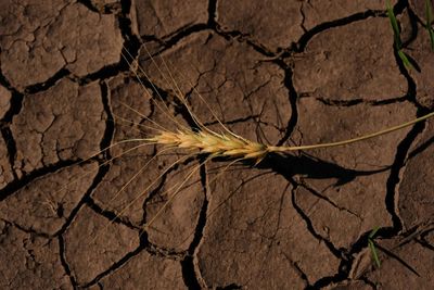 Strong El Niño could push 49 million more people into acute hunger, UN agency says