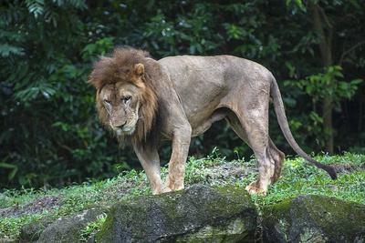Japan Zoo Reveals First-Ever Lion Deaths From Heat as Summer Temperatures Soar