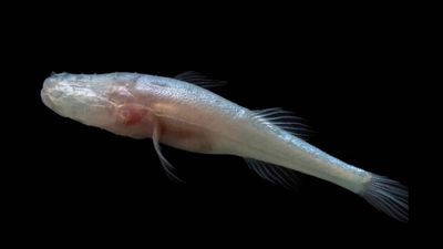 Scientists discover a new eyeless cavefish genus hidden for decades inside one of America's most closely monitored caves