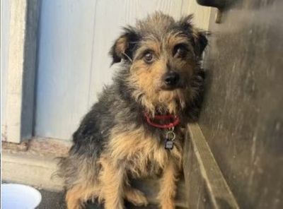 Tiny Dog Survives Weeks Alone in California Wilderness After Going Missing