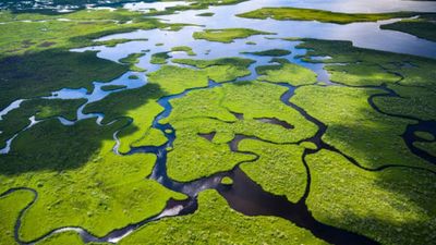 Across America's three coasts, 84% of wetlands are slowly submerging; only 16% are rising fast enough to keep pace with the sea