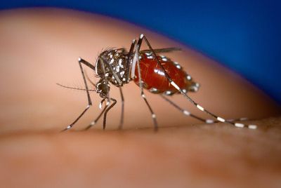 Used tyres from Japan were considered a likely pathway for Asian tiger mosquitoes into Texas, helping the species spread across the United States