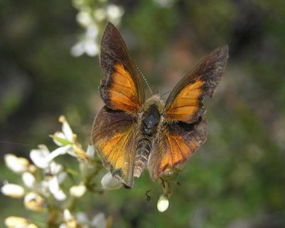 Butterflies around the world are changing habitats – and experts say it’s ‘signalling a warning’