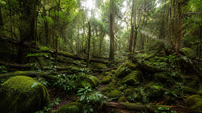 Scientists looking for giant trees in Taiwan discovered a hidden forest filled with some of East Asia's tallest trees