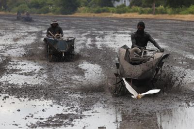 Thailand's rice exports seen at 7 million tonnes this year