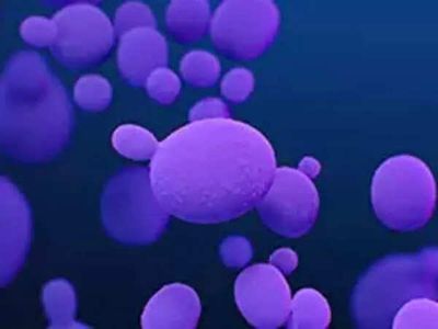 Candida auris: Deadly drug-resistant fungus spreads across 23 US states; symptoms, risks and all you need to know