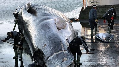 Iceland orders expulsion and re-entry ban on 21 anti-whaling activists, police say