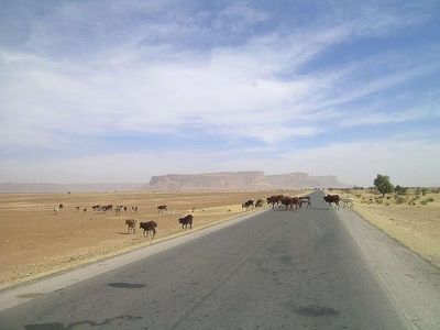 Mauritania planted a 335-hectare forest to protect part of the Road of Hope from advancing sand dunes; the project helped keep 6.7 kilometres of road free from sand encroachment