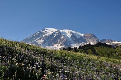 In 2011, Mount Rainier used helicopters to transport thousands of native plants into trampled meadows; more than 90% of about 85,000 plantings survived