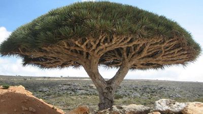 Yemen is hiding an island of “Dragon’s Blood” trees; most of its reptiles and land snails live nowhere else on earth