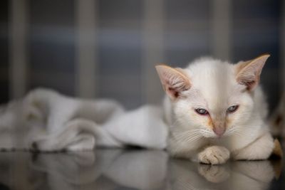 Outdoor cats quite happy to become indoor cats, study finds