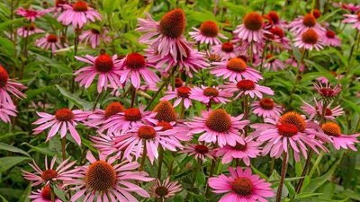 How to Harvest Coneflower Seeds for an Explosion of Color Next Summer