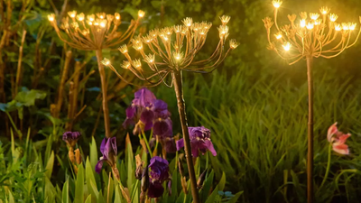 This Fennel-Inspired Outdoor Lighting Is the Soft, Organic Idea That Comes Alive at Nighttime
